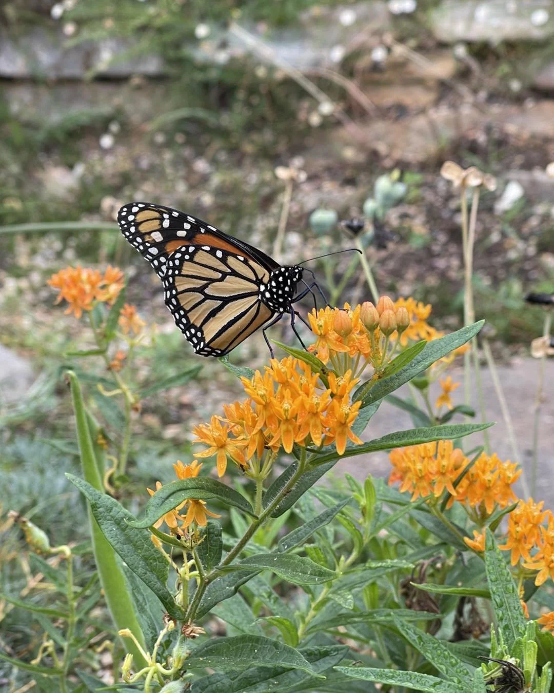Garden Talk - Overlooked Native Plants