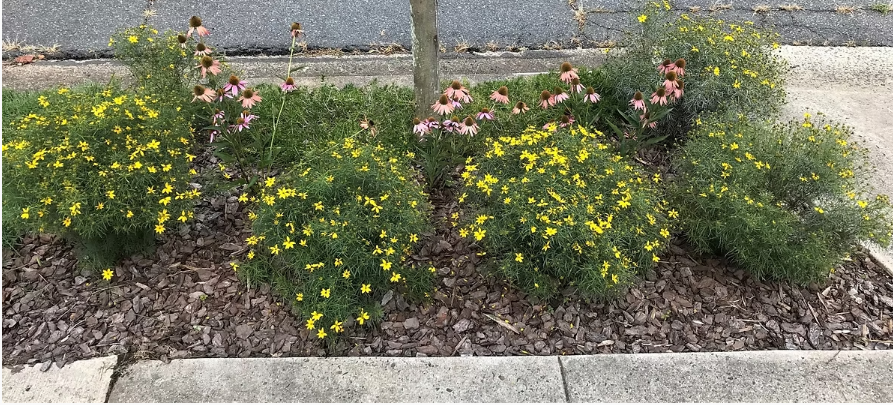 Garden Talk - Planting Your Sidewalk Strip