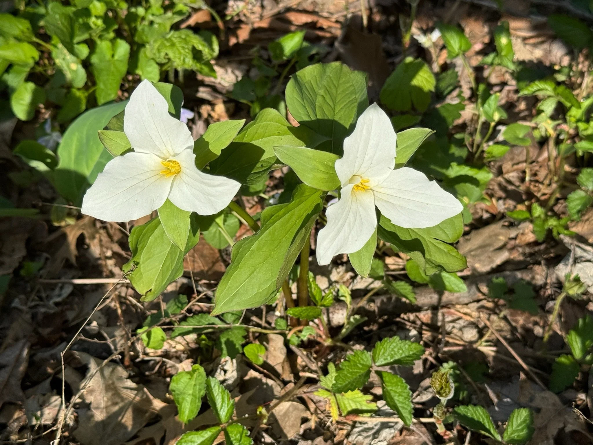 Plant Sale at Green Spring Garden Day