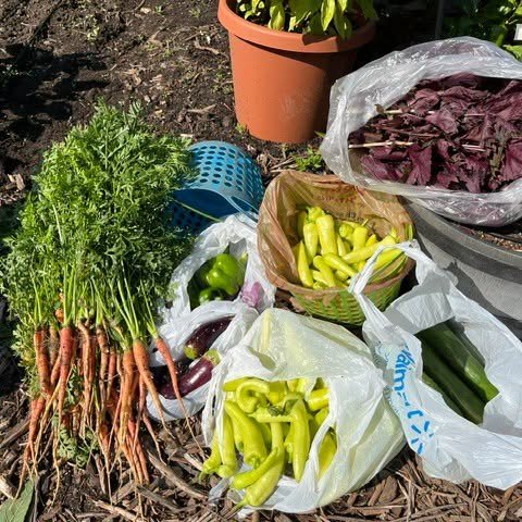 Garden Talk - Fall Vegetable Gardening