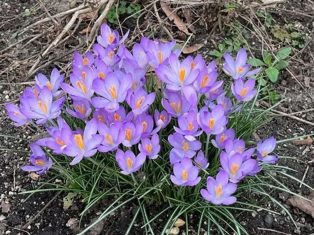Garden Talk - Grow Spectacular Bulbs