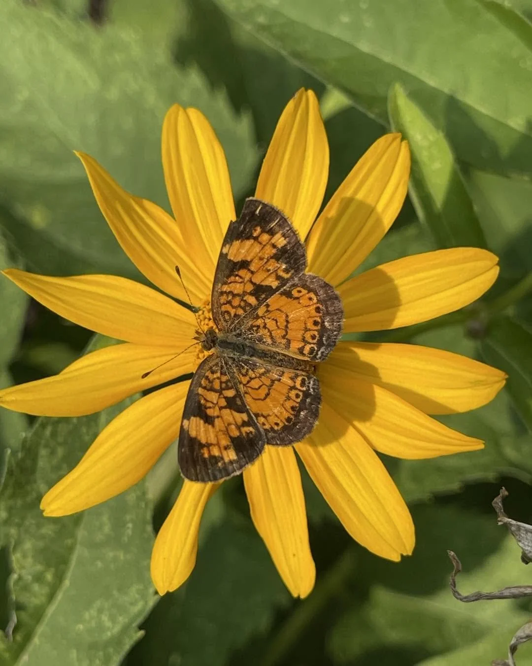 Garden Talk - Design Your Townhouse Garden