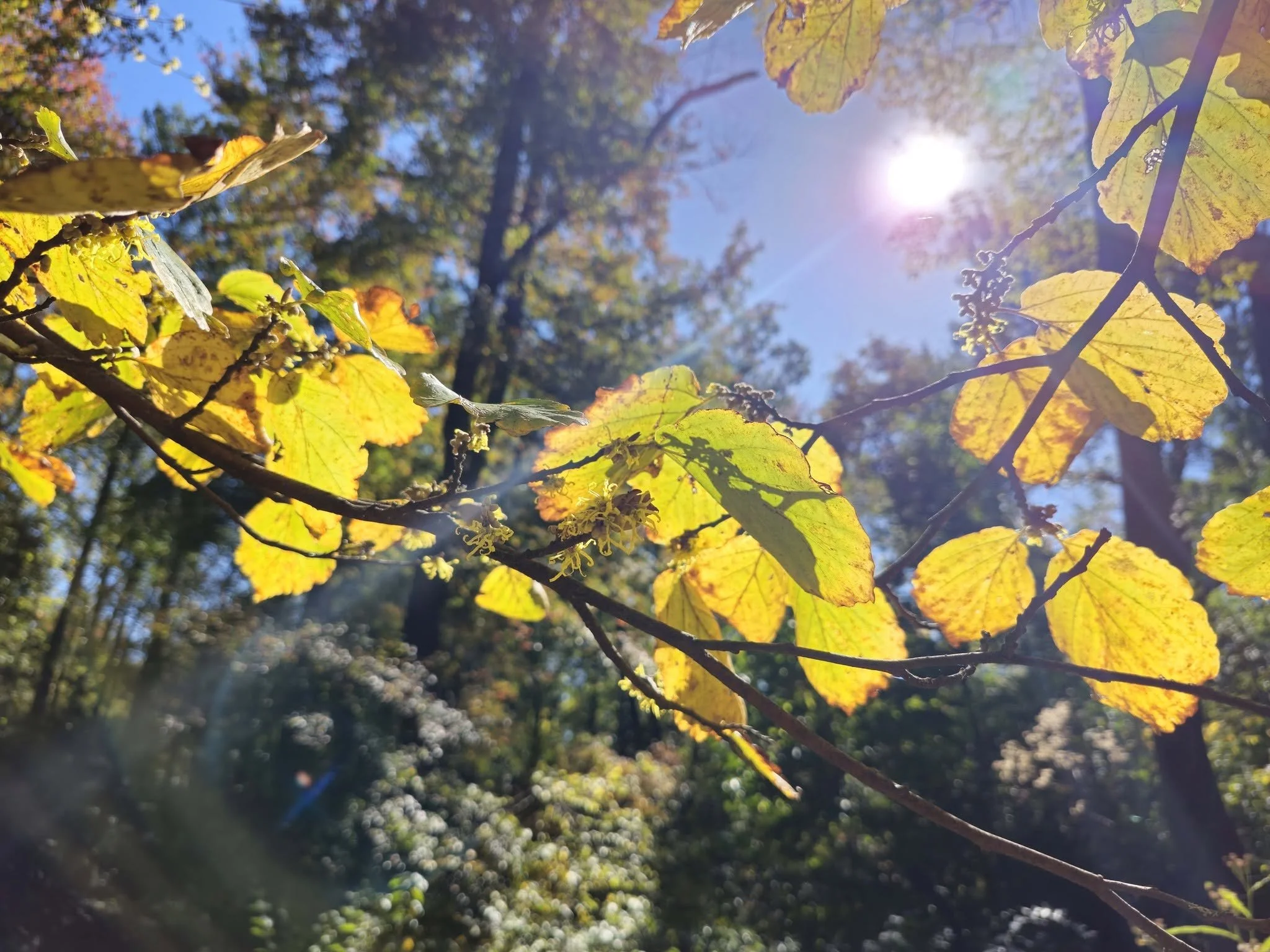 Garden Talk - Create Stunning Beauty for Fall
