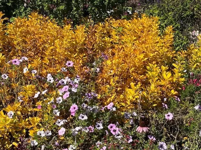 Garden Talk - Eliminate Lawn Troubles
