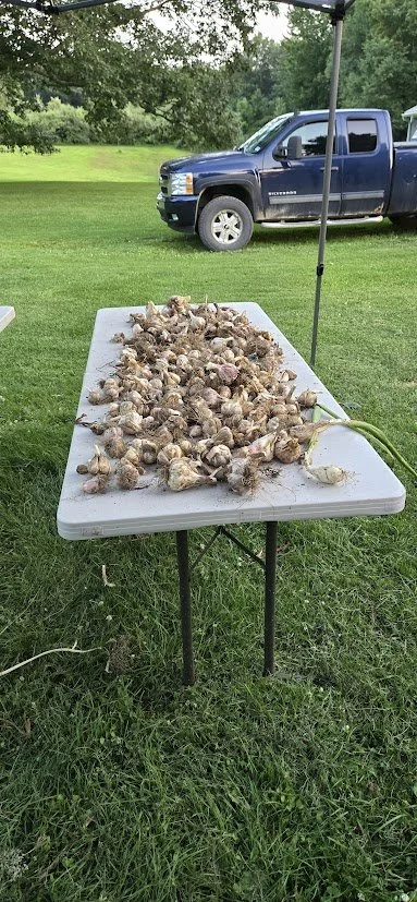 Just a little bit of our homegrown garlic