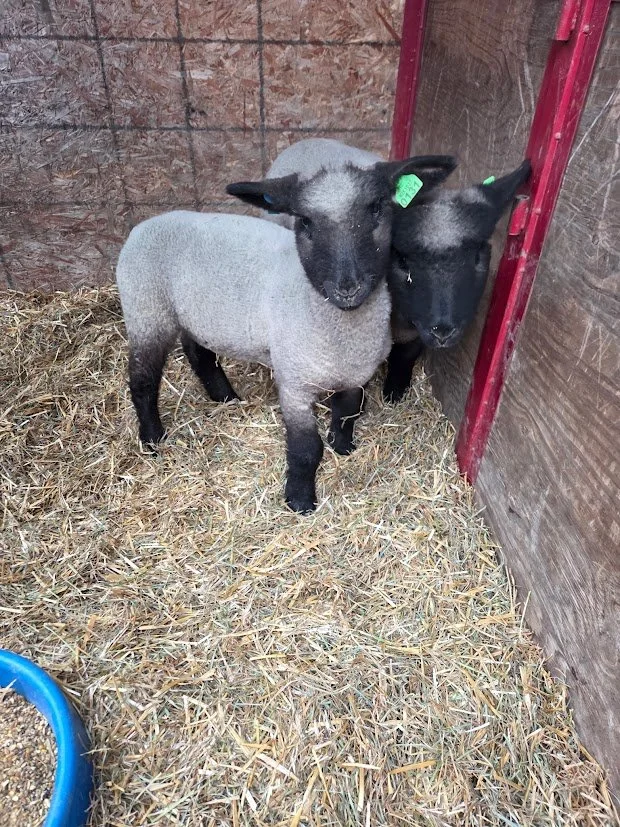 This years newest additions for 4-H Fluffy and Gerald