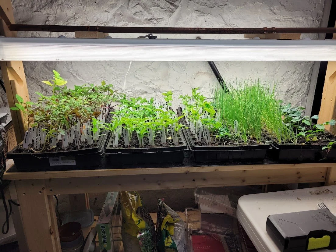 We start all our own plants every season. This allows for greater control of the quality of our products.