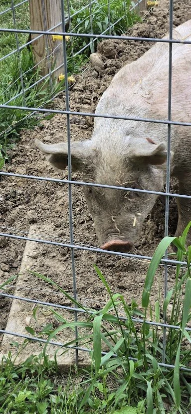 Happy as a Pig in Mud