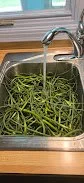 Garlic Scapes Galore