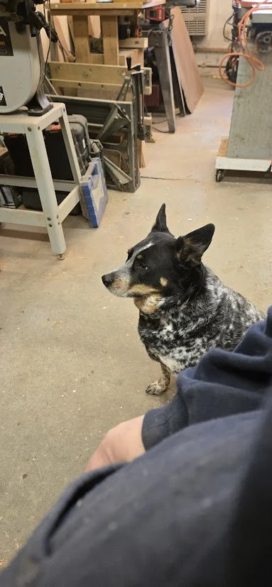 Skye the trusty farm dog is over this weather.