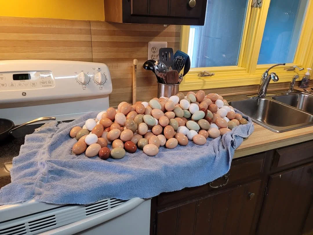 The rainbow of farm fresh butt nuggets from our girls