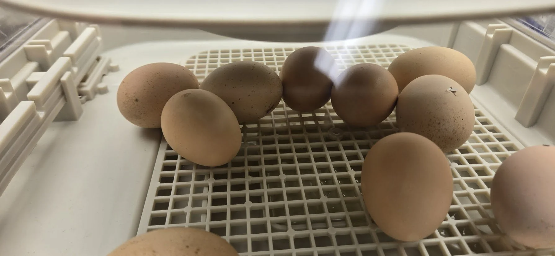 Last years hatchlings just starting to pip out.