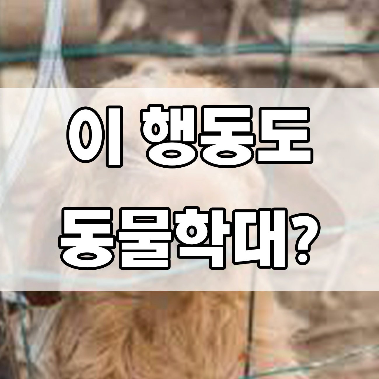 동물학대하면 처벌 얼마나 받을까? 법으로 알아보는 현실