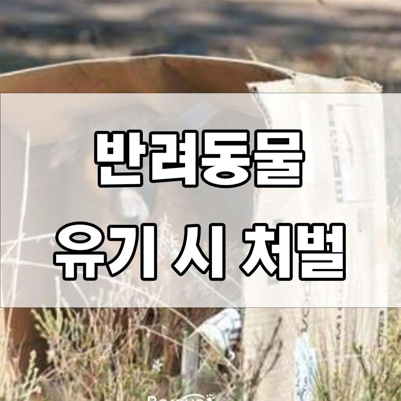 동물유기 혐의 처벌 내용, 어떻게 되는 걸까요?