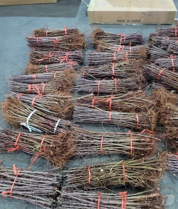 수입 금지 사과·포도 묘목 21만 주 밀수… 60대 밀반입 일당 검찰 송치