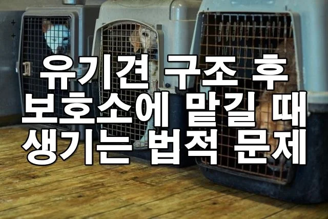 유기견 구조 후 보호소에 맡길 때 생기는 법적 문제