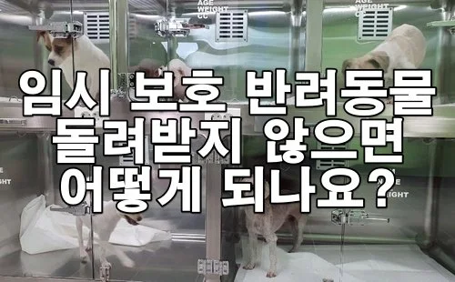임시 보호 반려동물 돌려받지 않으면 어떻게 되나요?