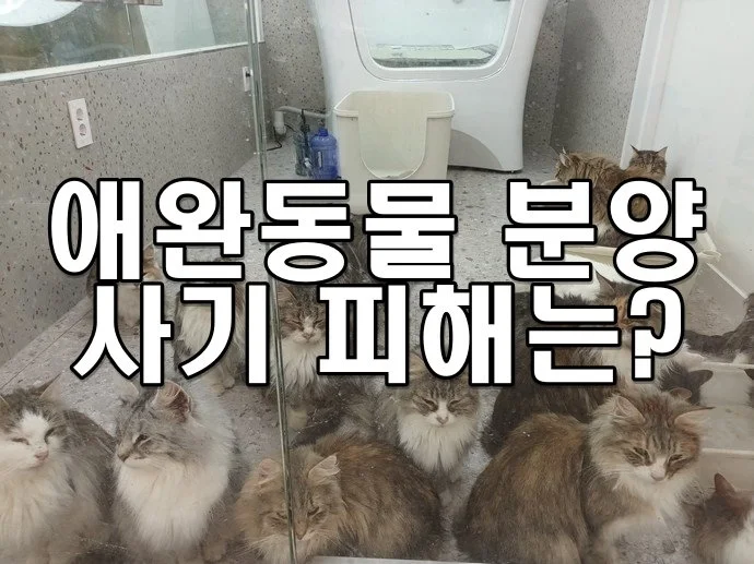 애완동물 분양 사기 피해