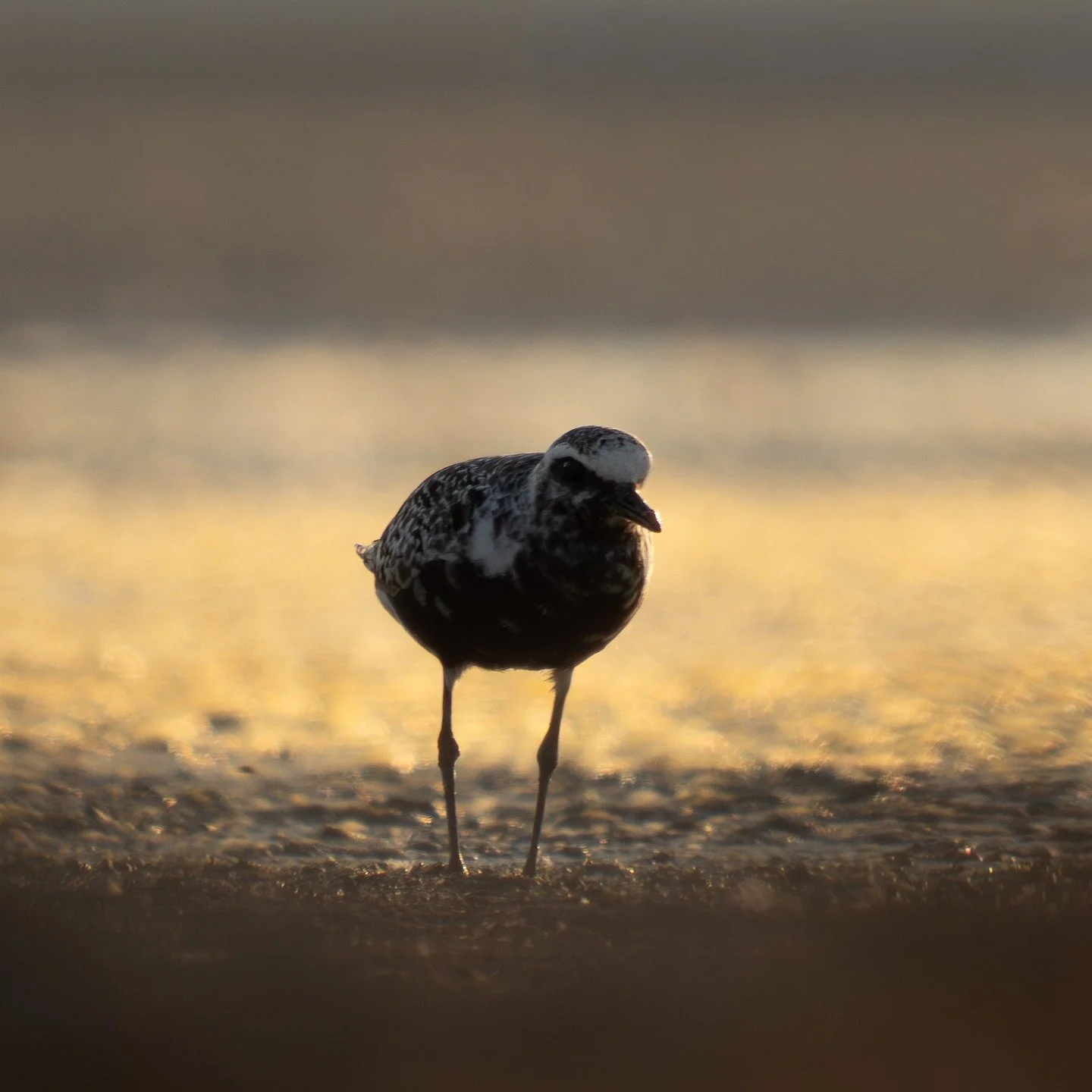 Black-bellied Plover, only the second time I had seen this bird! Going to have to make fall visits to the causeway an annual tradition.
