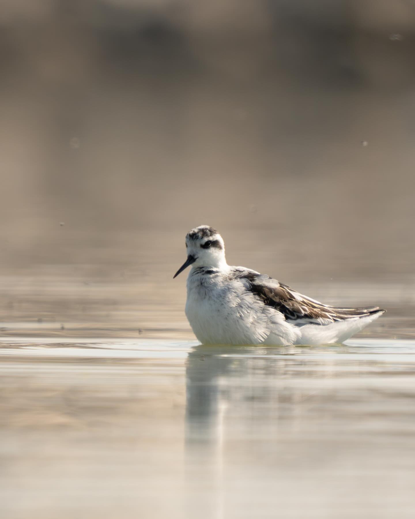 Red-necked Phalarope at the Antelope Island Marina