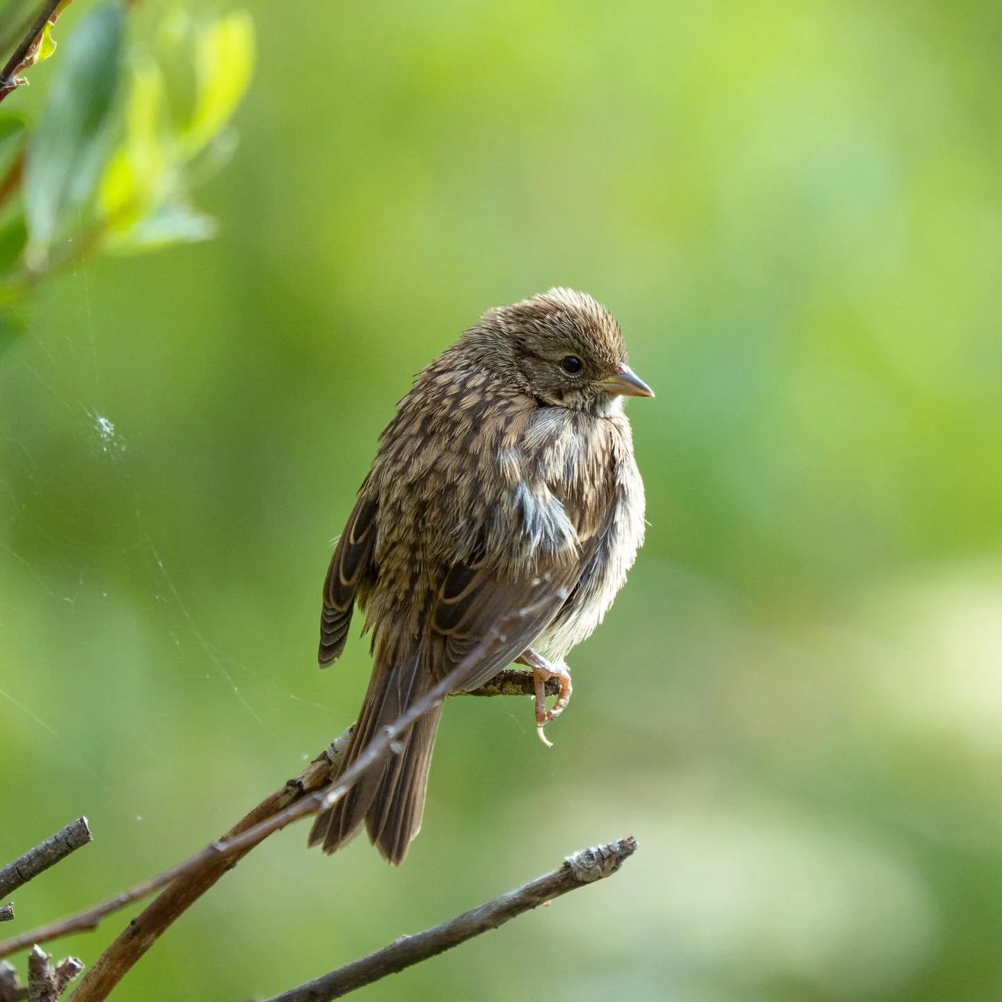 Lincoln Sparrow up by an alpine lake