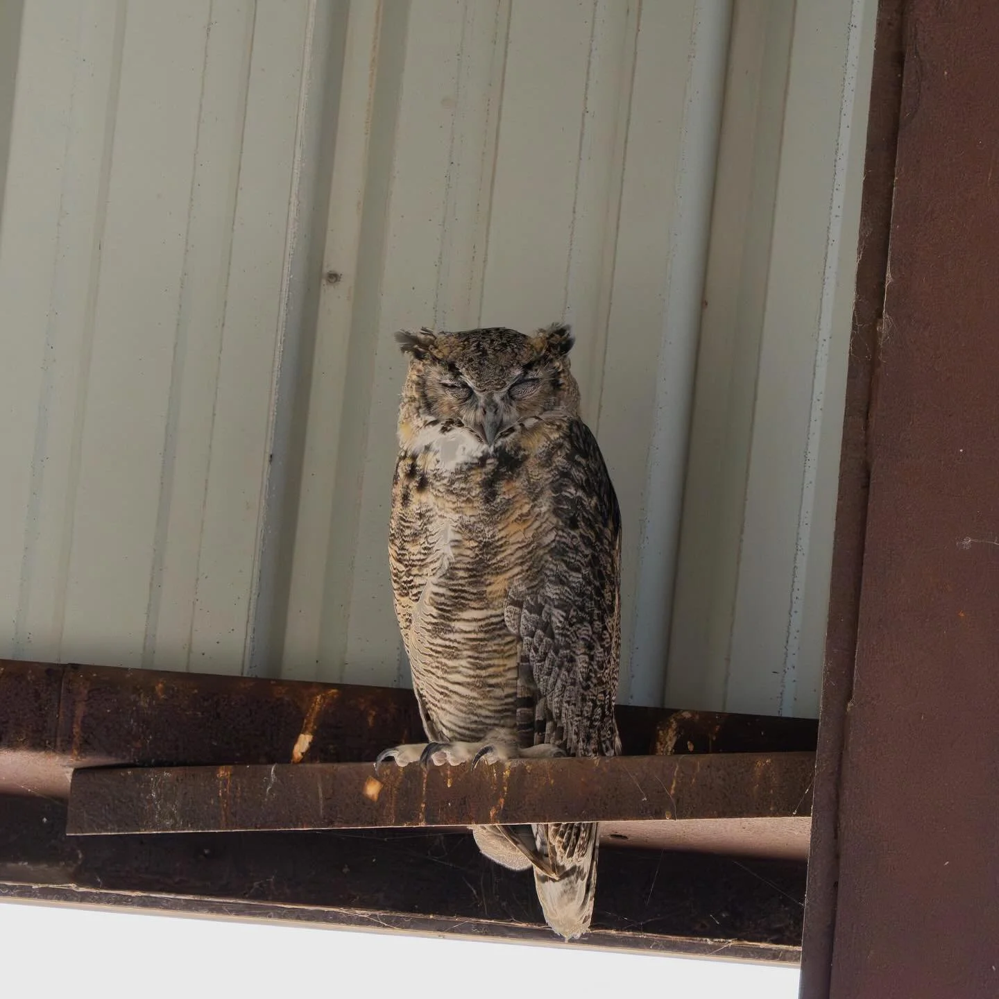 Sleepy Great Horned Owl