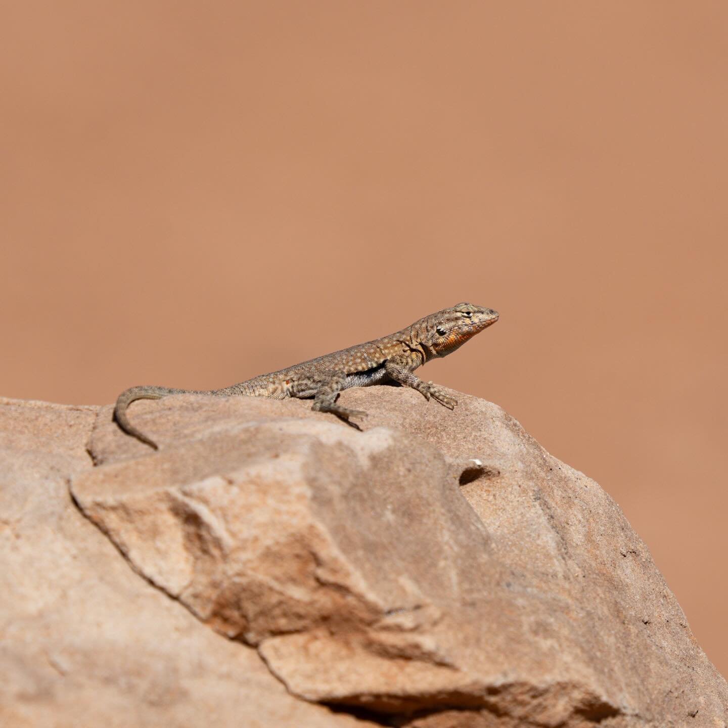 Every once in a while I get photos of non birds! Forgive me on my ID skills as I&rsquo;m not as good at other non bird species but I believe this is a common side blotched lizard!

While birding in the desert I came across a handful of lizard species