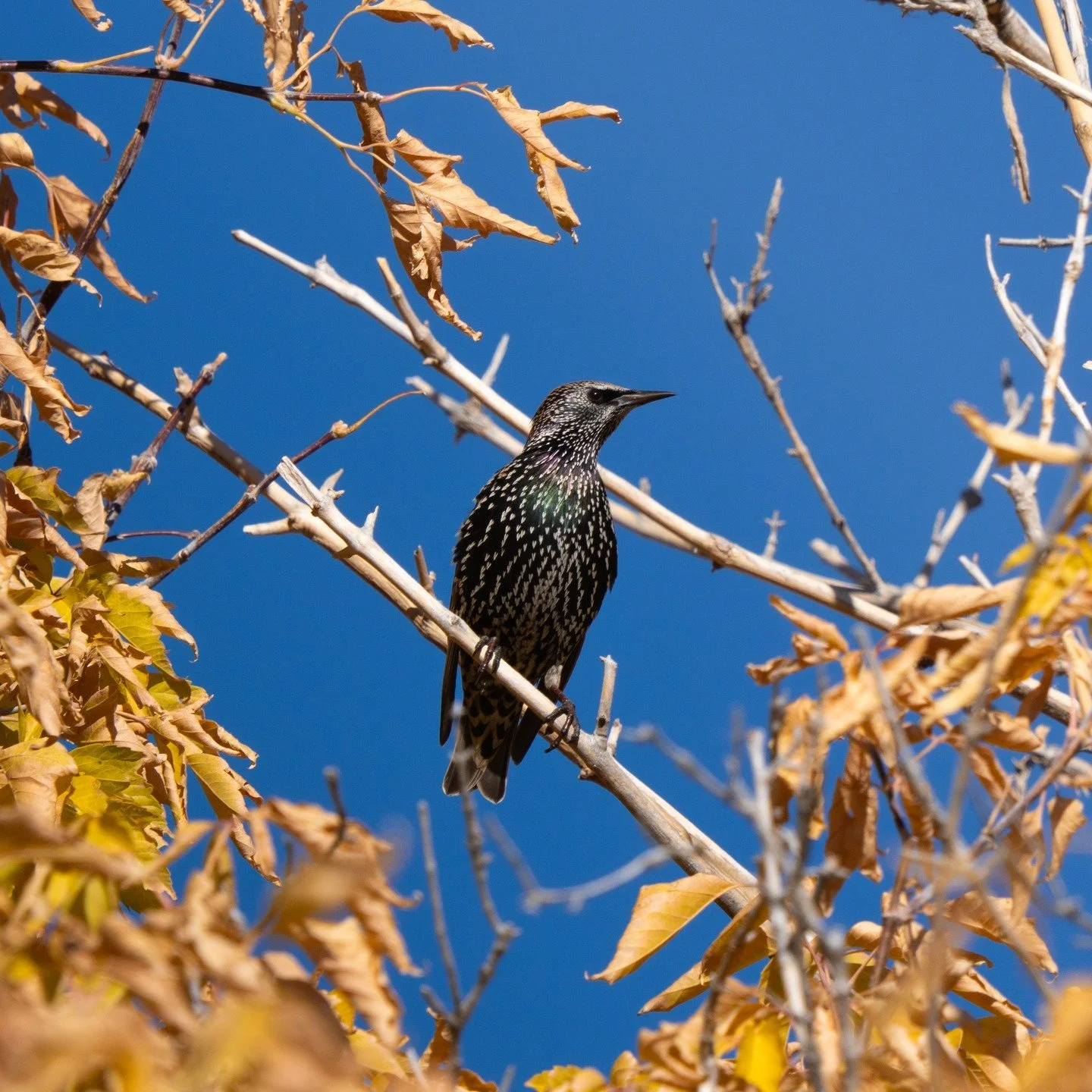The European Starling is a controversial bird as it's an invasive species in North America. Still hard to deny the beauty of these birds when caught in the sunlight.