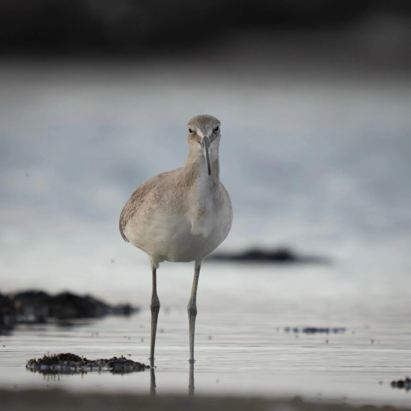 Willet - Great Salt Lake, Utah