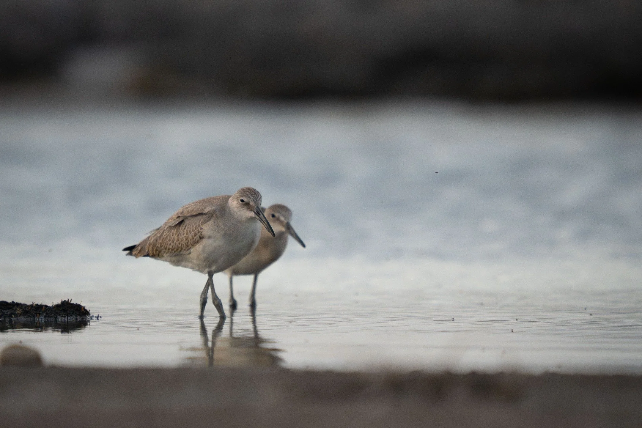 A Pair of Willet at the Great Salt Lake