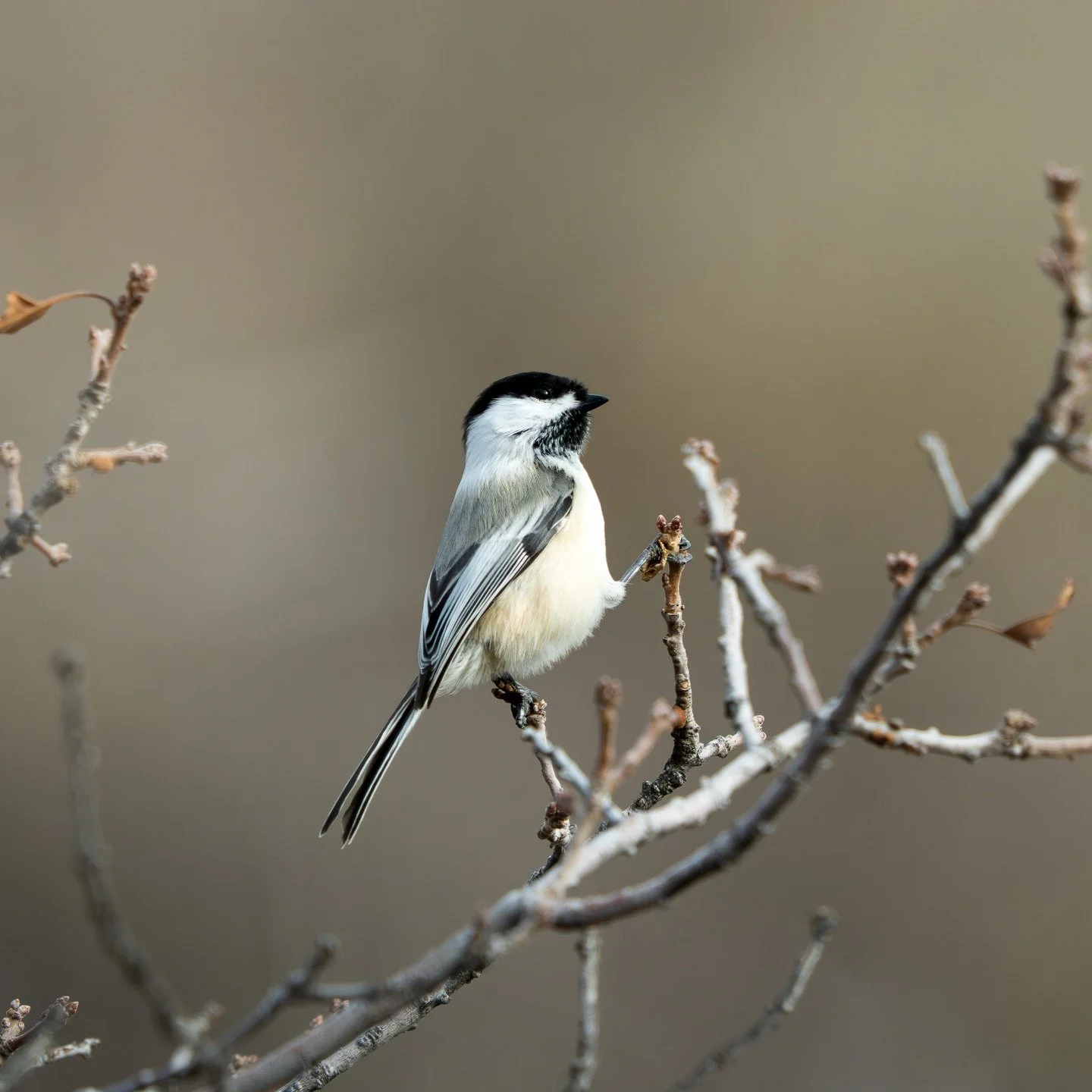 Impeccable Balance

Black-capped Chickadee balances on two small branches