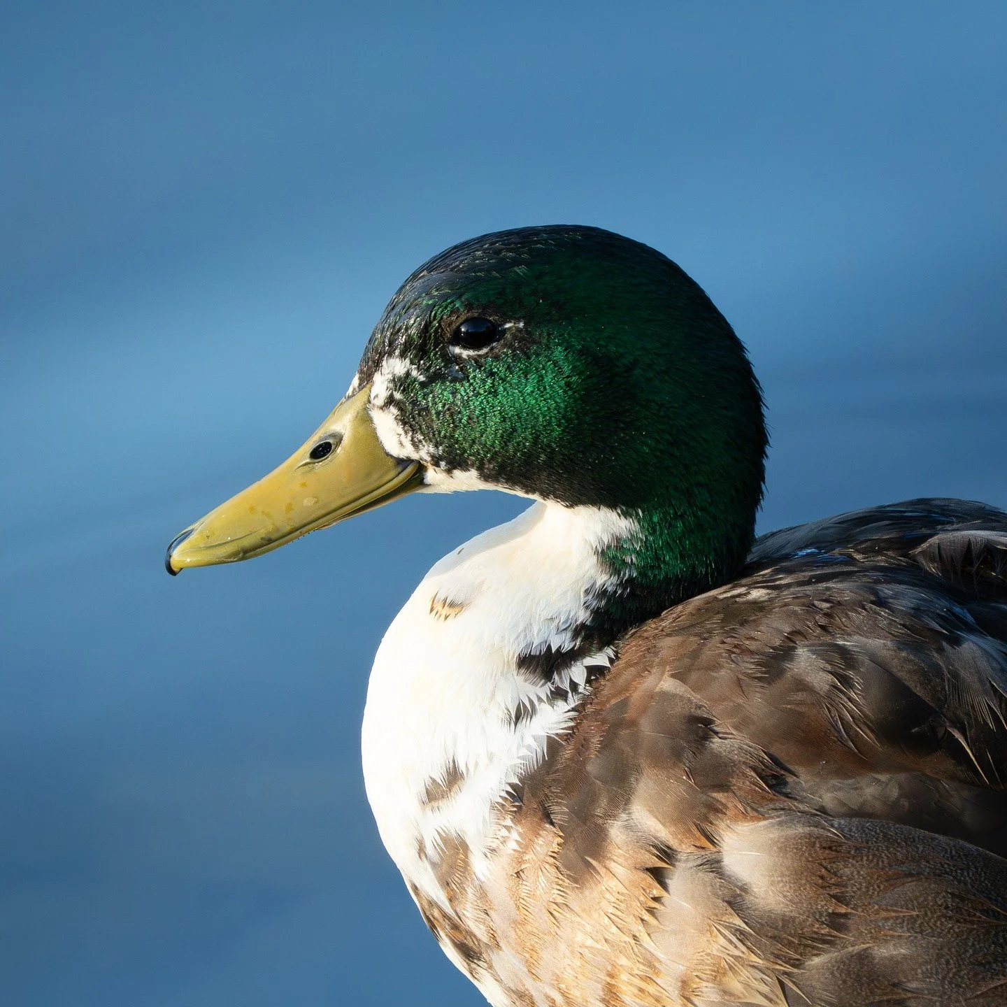 Domestic Mallard

Often, the common ducks at your local city parks can be your best subjects. I am planning on heading back out to a few parks near my home soon. While many people may consider that not exciting, these parks are just full of birds tha