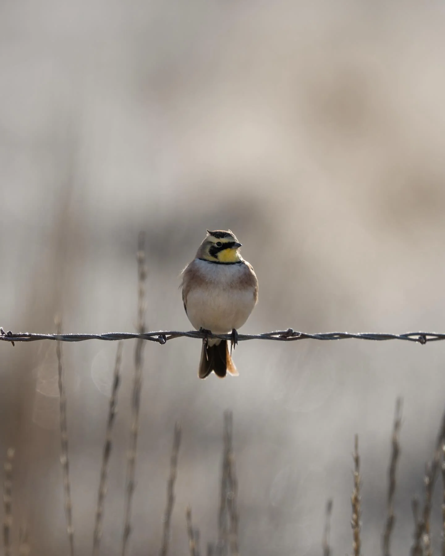 The @americanbirdingassociation bird of the year, the Horned Lark!

We get these awesome birds in a few spots in Utah, including the northern farm fields I spotted this one at. Their little feather tufts resembling horns are such a unique feature amo