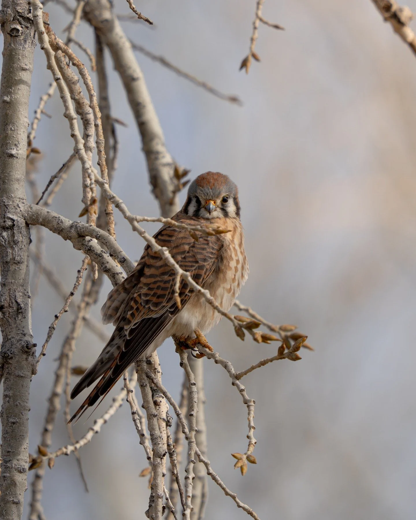 Been a while since I've had a chance to post much. So enjoy this photo of my spark bird, the American Kestrel. 

Maybe it in a way my spark bird will spark a return for me. I have had a lot of life maintenance to take care of recently, but am hoping 