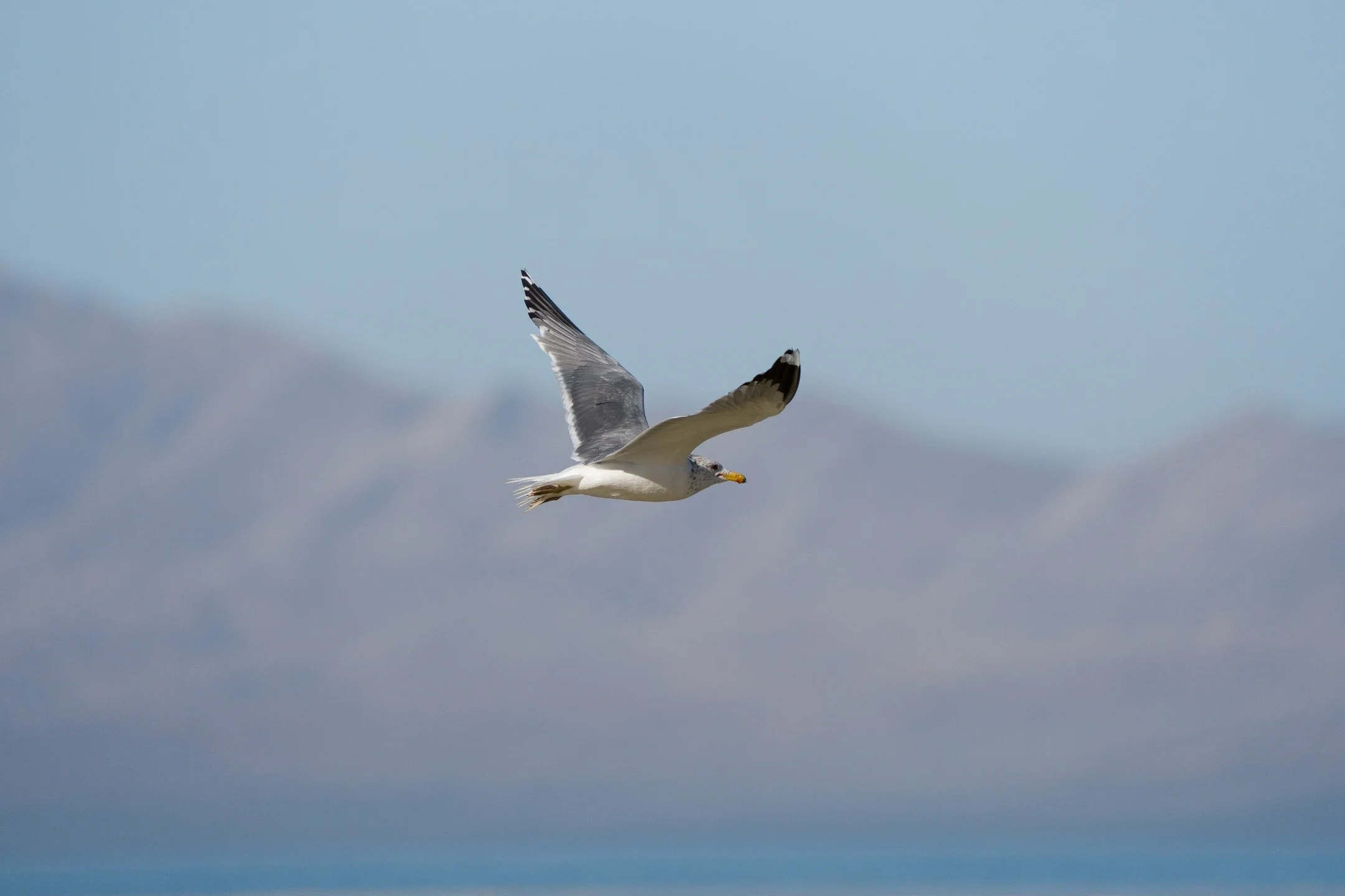 I've been really enjoying picking through flocks of gulls this winter season. It's a fun challenge to figure out the IDs. 

Here we have a California Gull in flight over the Great Salt Lake with Antelope Island off in the distance