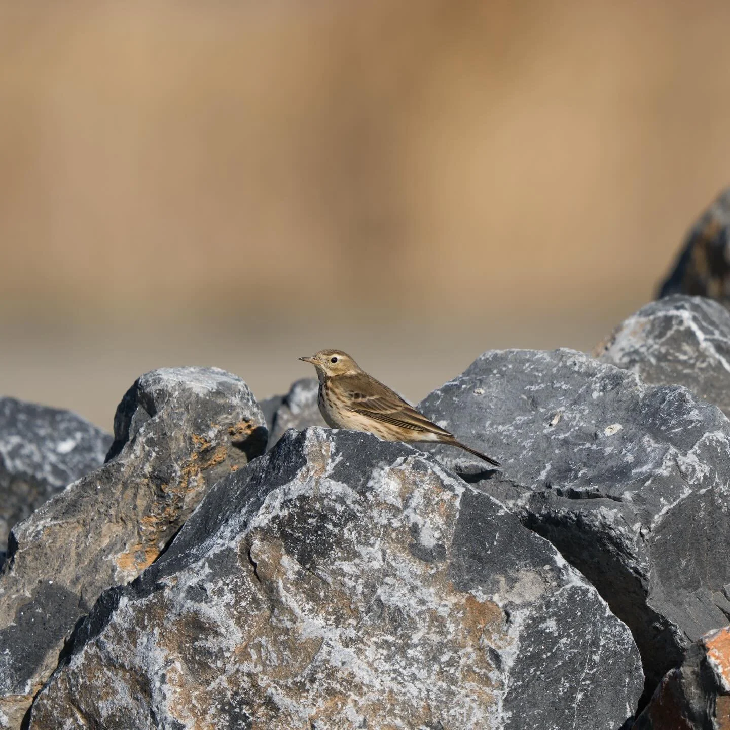 American Pipit hiding among rocks