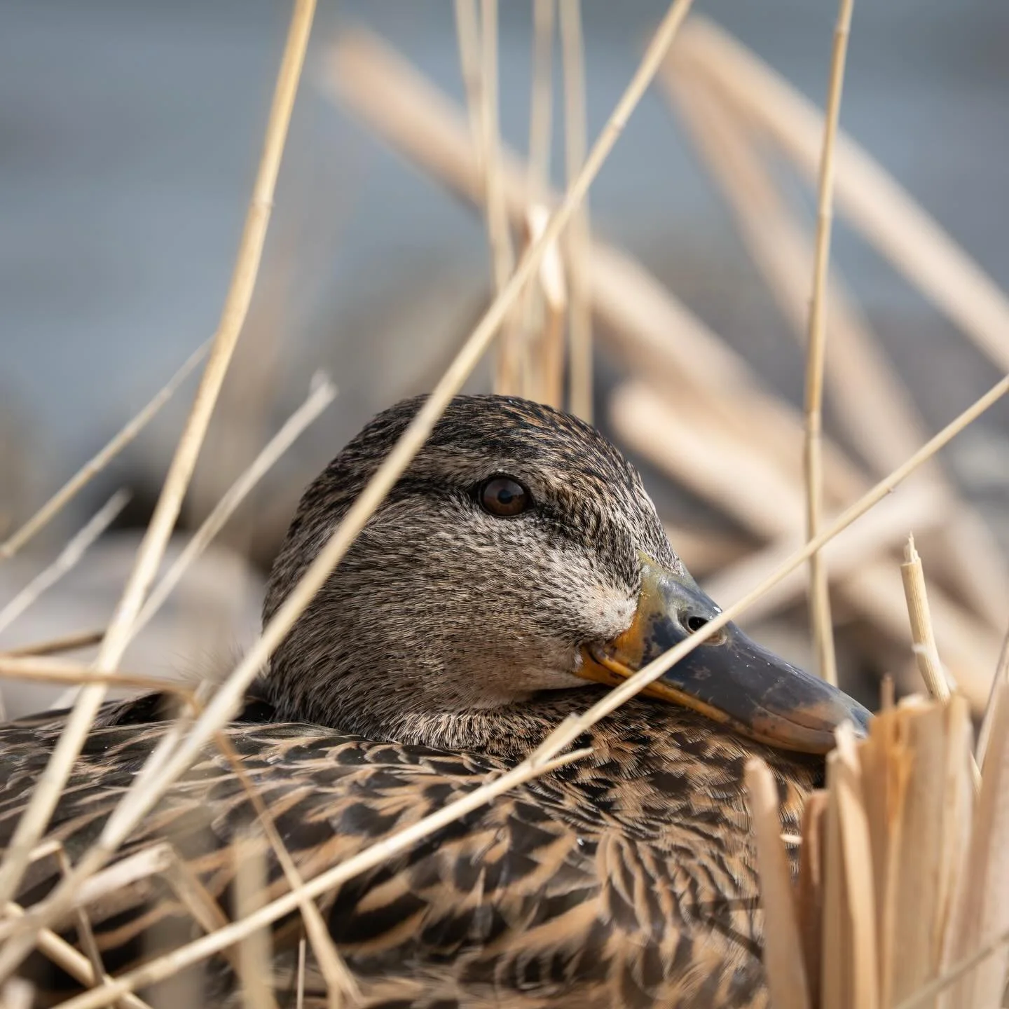 Female Mallard along the banks of Oquirrh Lake