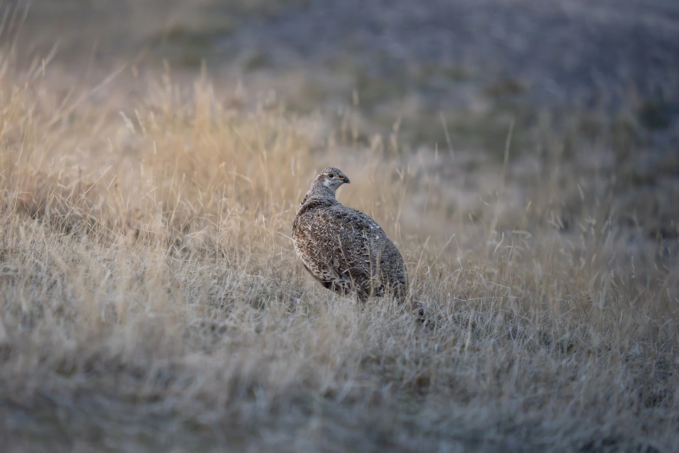 Greater Sage Grouse hen looking over the hillside. Maybe looking back at some of the displaying males 👀