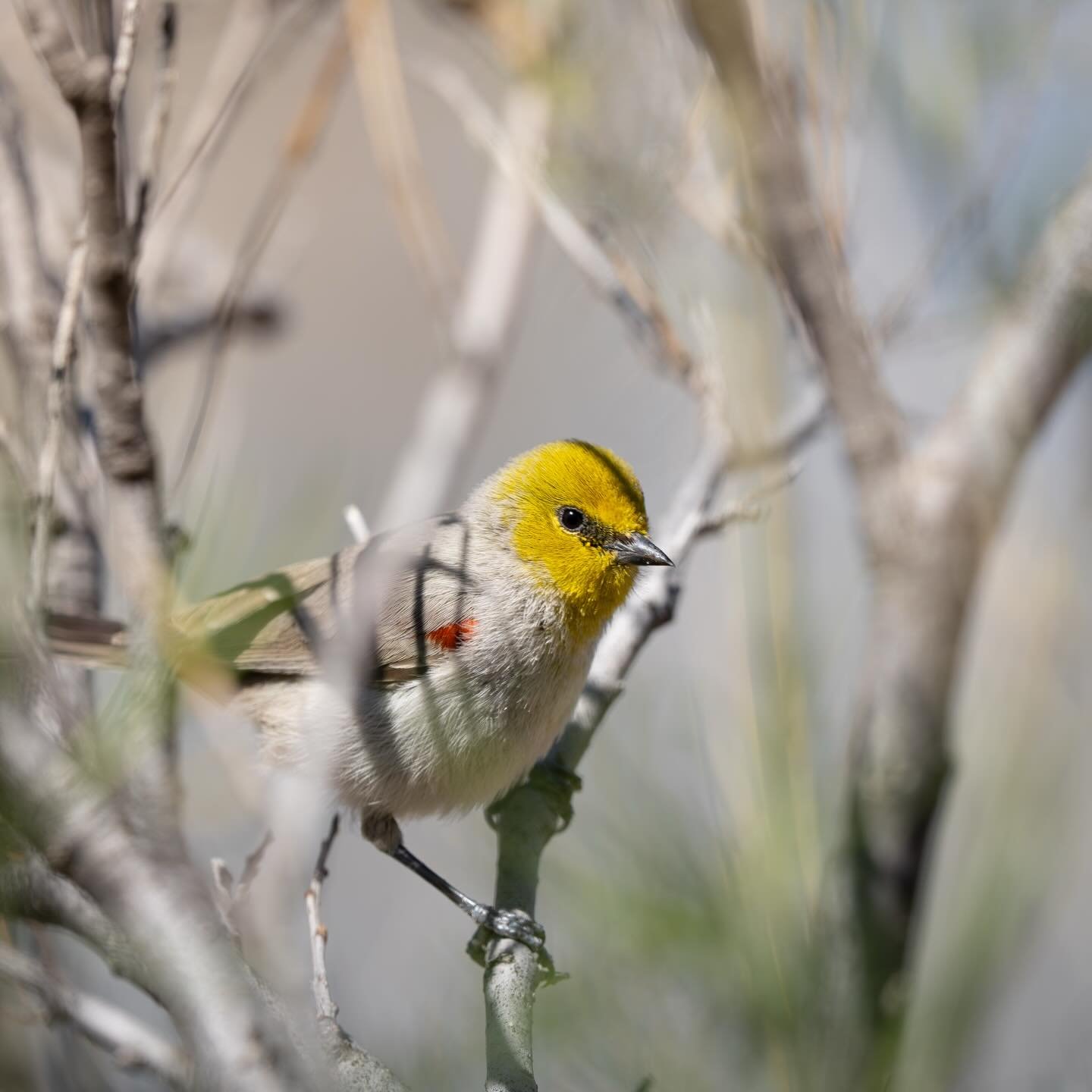 Verdin glancing out from the brush
