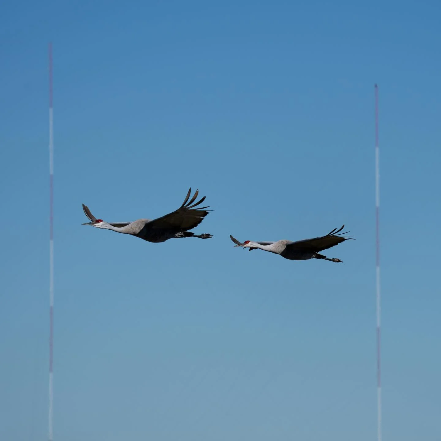 A pair of Sandhill Cranes flying across the sky.

These massive birds were constantly flying around and making their loud calls that carry over large distances while we birded at the Great Salt Lake Shorelands Preserve @nature_org  @nature_utah