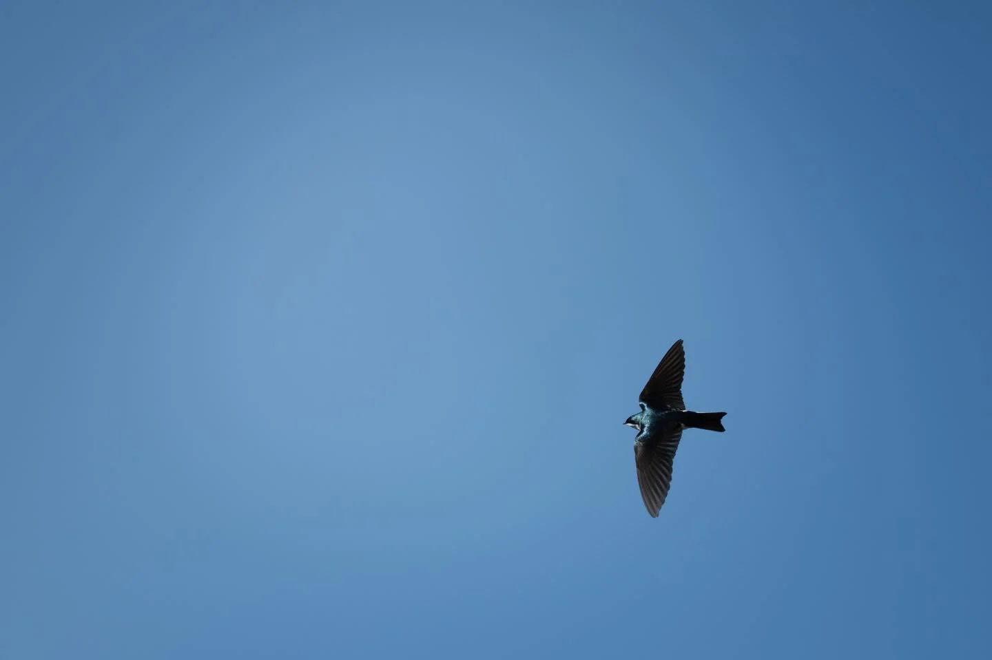 I took probably 300 pictures just trying to get one decent one of a swallow in flight. These buggers are fast!!!

Tree Swallow zipping by at the Great Salt Lake Shorelands Preserve owned by @nature_utah @nature_org