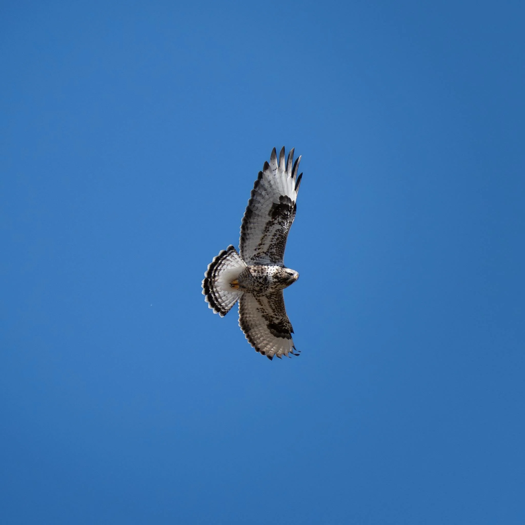 Just a badass hawk. Plain and simple. The Rough-legged Hawk is one of my favorite raptors that visit Utah. 

We saw this bird just outside of the Bear River Migratory Bird Refuge off the side of the road. You bet we pulled off to the shoulder to fire