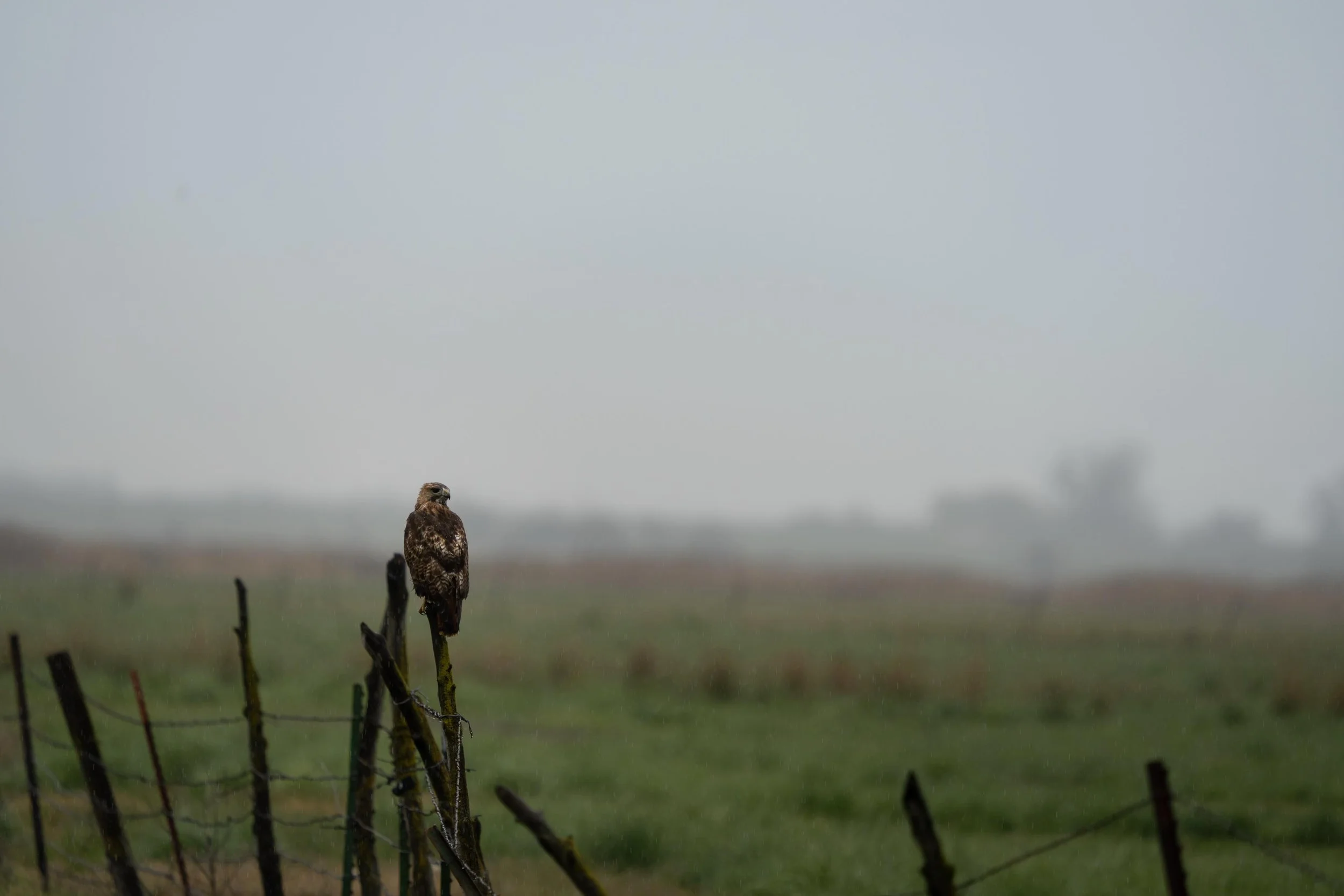 Red-tailed Hawk on a gloomy day