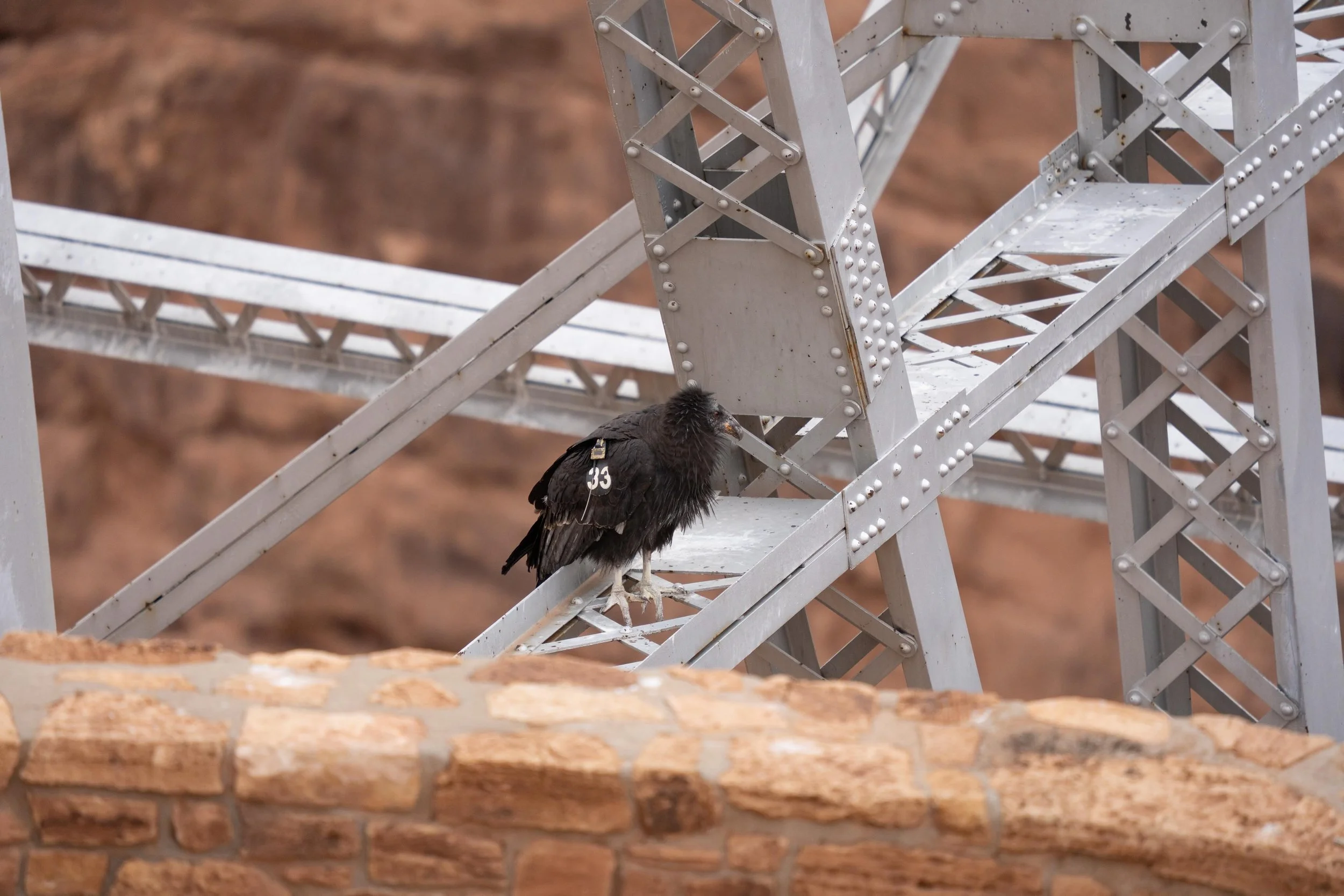 Really awesome to see a young California Condor at Navajo Bridge. The bird felt like the first big moment of the Arizona roadtrip. Hard to imagine a better bird to be that kickstarter