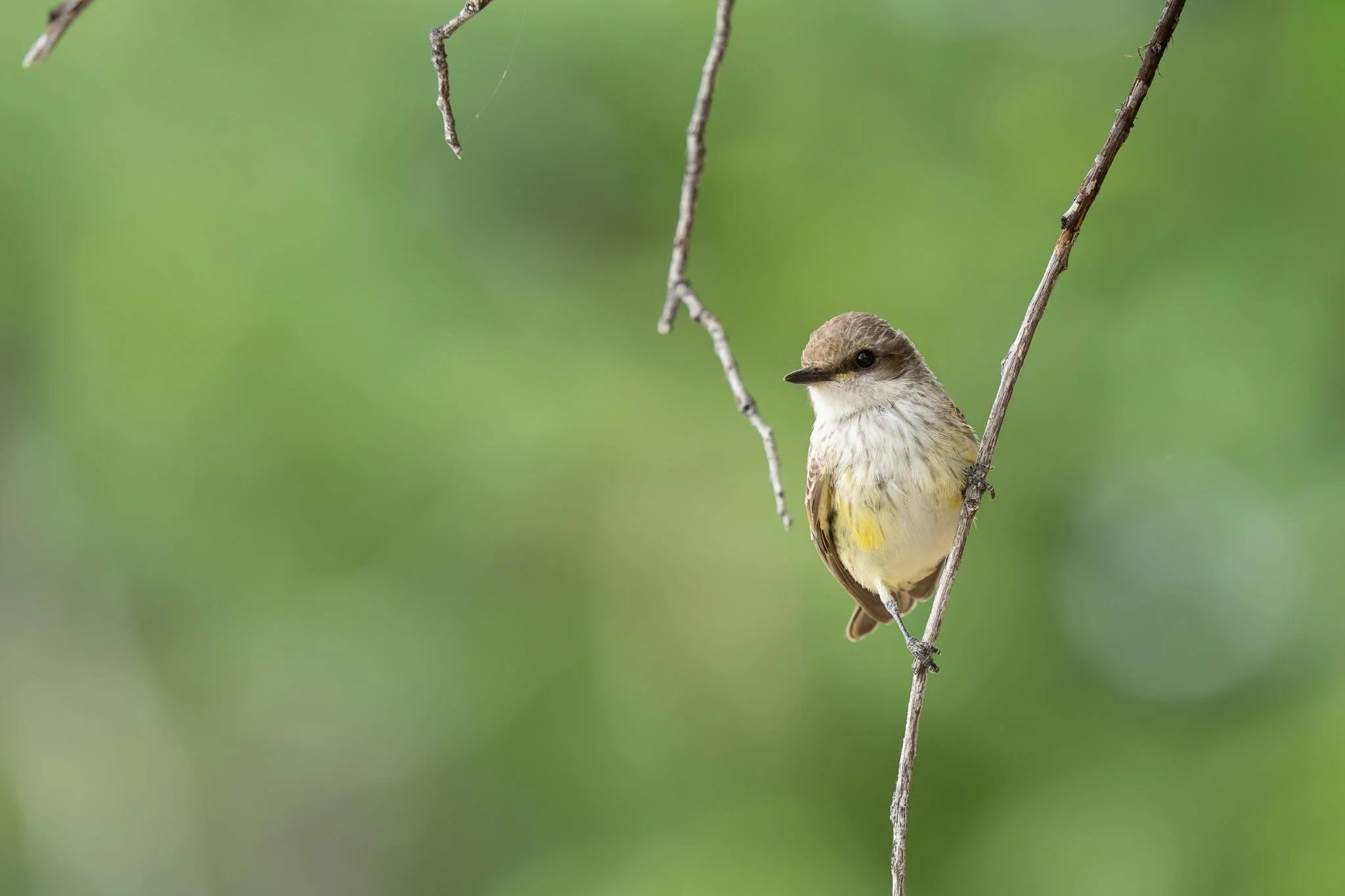 You&rsquo;d be surprised how good of shots you can get at a city park. This female Vermillion Flycatcher flew right up to us. Not even kidding, it was within 5 feet. If I had a fly to put on @brighteyedbirding &lsquo;s head it probably would have lan