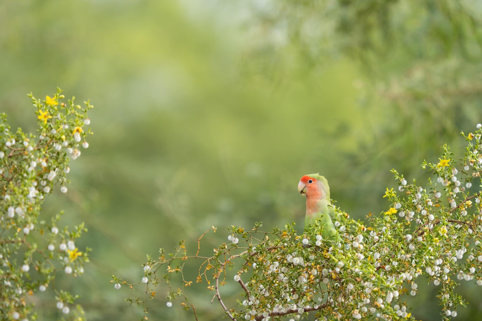 About time I shared my Rosy-faced Lovebird pic. Unbelievable encounter at a city park in Phoenix. This lovebird was happily eating away at the tree&rsquo;s flowers right at eye level to us offering some great chances to snag photos. ❤️🦜