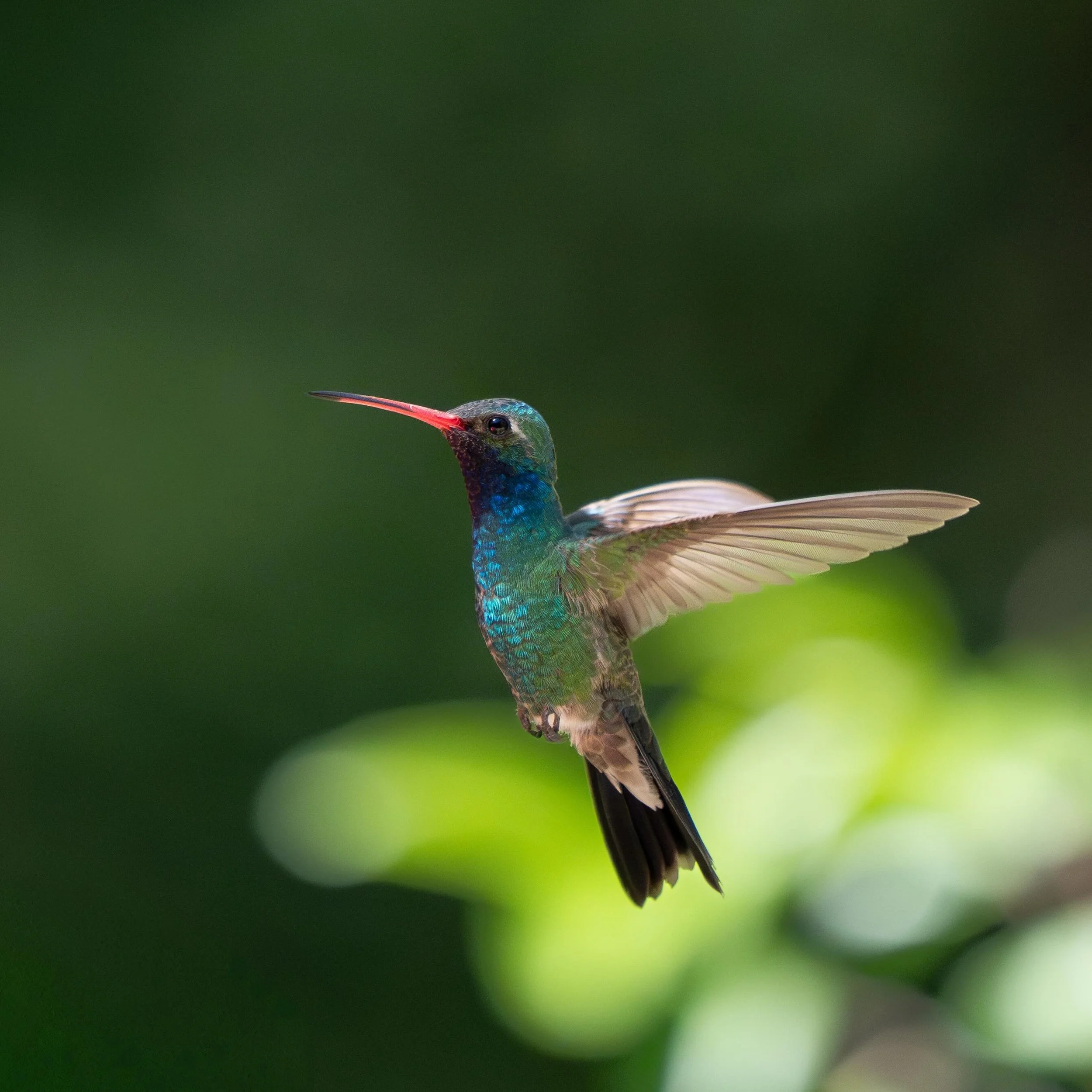 This Broad-billed Hummingbird featured in my latest long form video, and was definitely my favorite photo I got on the day. Hummingbirds in flight are hard!! I was proud to be able to pull off this shot though