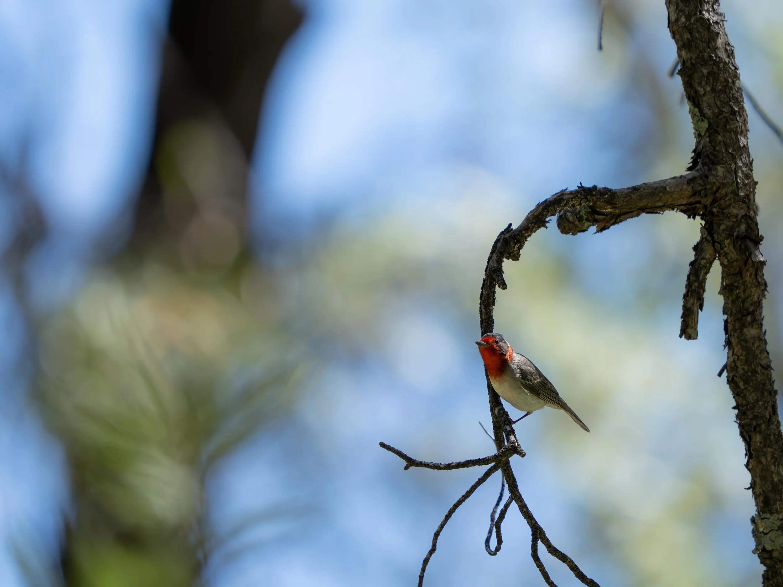 My top target from the AZ trip, the Red-faced Warbler ❤️
