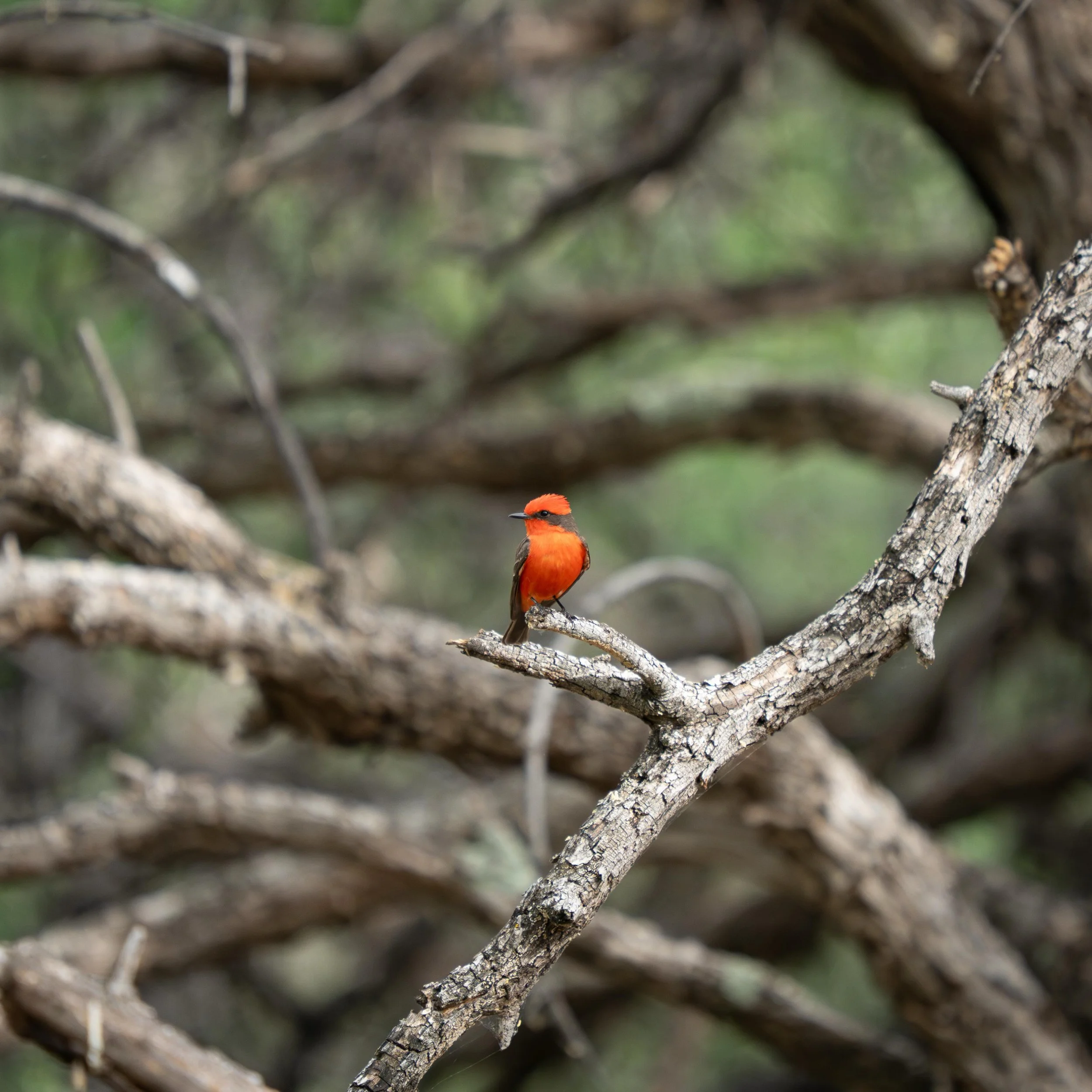A little dot of red in the drab undergrowth.

This is a Vermillion Flycatcher. The males have this striking red color that sticks out whenever you see them