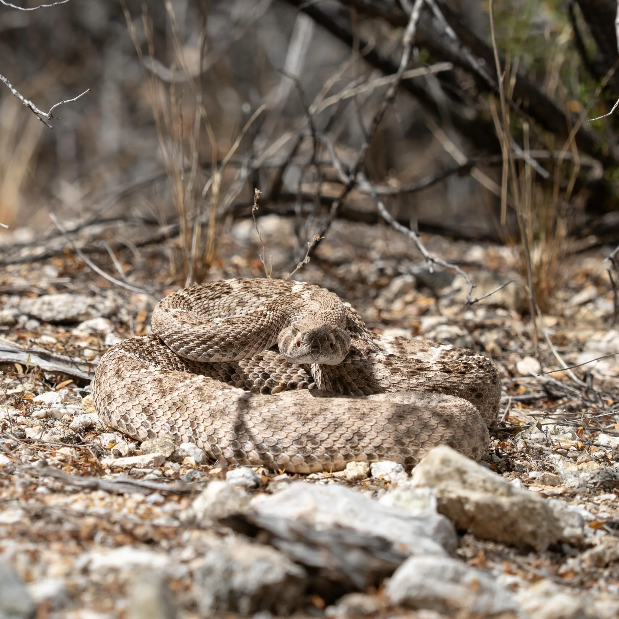 Earlier on in the Arizona trip we came across my first ever wild rattlesnake in the wild, a Western Diamondback!

Really neat to observe it from a safe distance 😅